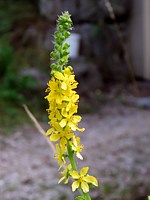Aigremoine eupatoire, agrimonia eupatoria