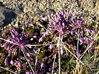 Ail joli, allium pulchellum