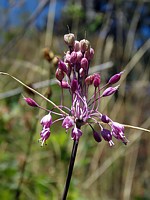 Ail joli, allium pulchellum