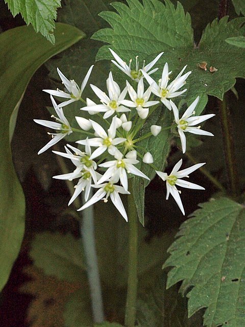 Ail des ours - allium ursinum
