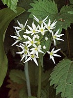 Ail des ours, allium ursinum