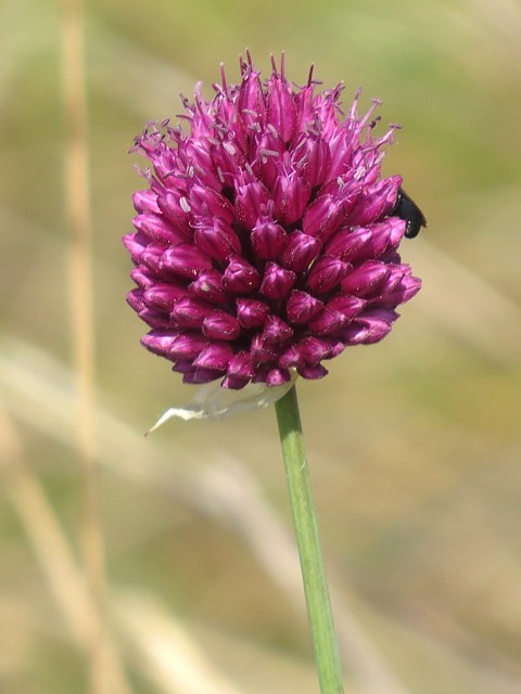 Ail � t�te ronde, allium sphaerocephalon