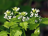 Alliaire, alliaria petiolata