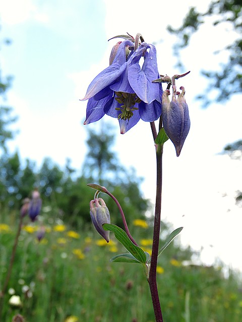 Ancolie commune, aquilegia vulgaris