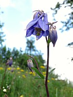 Ancolie commune, aquilegia vulgaris