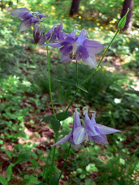 Ancolie commune, aquilegia vulgaris