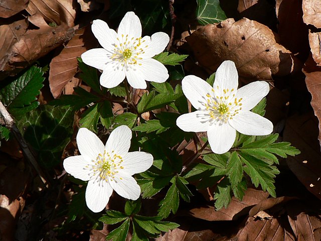Anmone des bois - anemone nemorosa