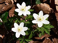 Anémone des bois, anemone nemorosa
