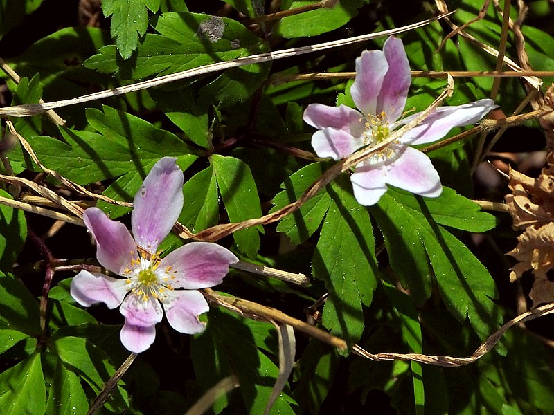 An�mone des bois, anemone nemorosa