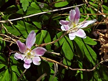 Anémone des bois, fleurs roses