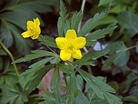 Anémone fausse-renoncule, anemone ranunculoides