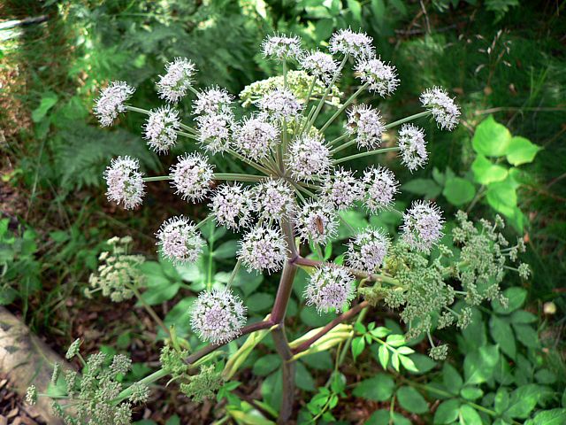 Anglique des bois, angelica sylvestris