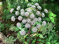 Angélique des bois, angelica sylvestris