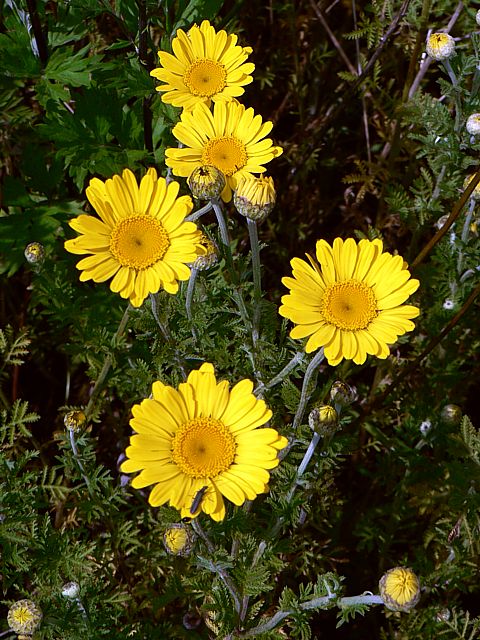 Anthmis des teinturiers - anthemis tinctoria