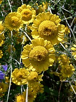Anthémis des teinturiers, anthemis tinctoria
