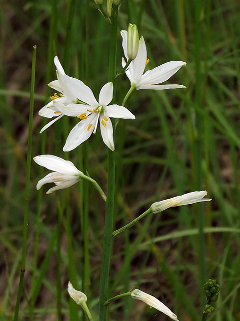 Anthric  fleurs de lis, anthericum liliago