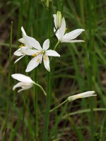 Anthéric à fleurs de lis, anthericum liliago
