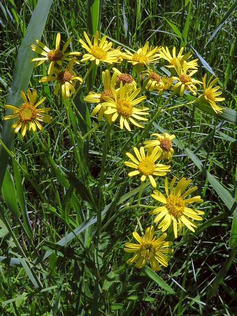 Arnica, arnica montana