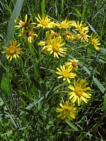 Arnica, arnica montana