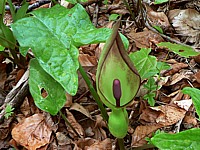 Arum tacheté, pied-de-veau, arum maculatum