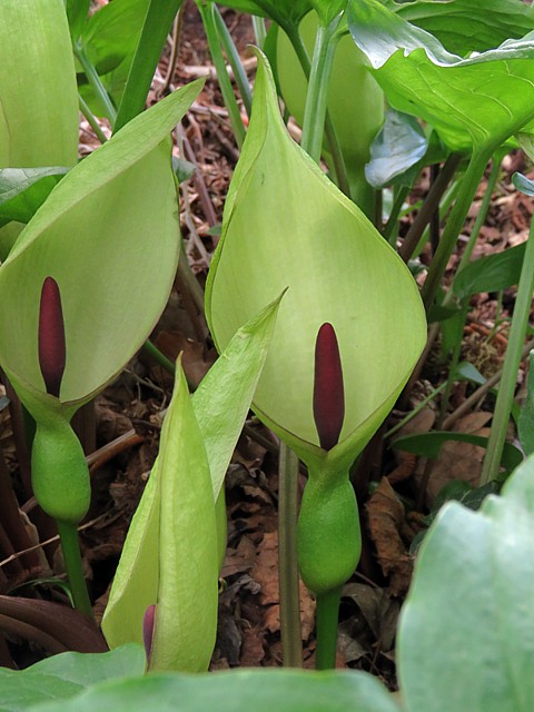Arum tachet, gouet
