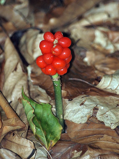 Baies de l'arum tachet
