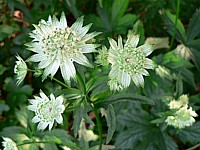 Grande astrance, astrantia major