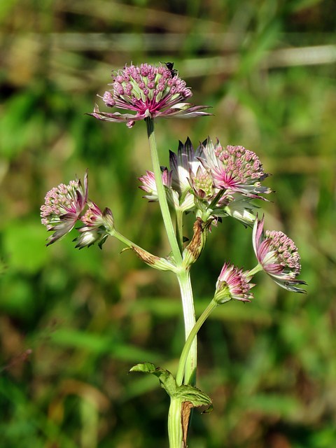 Grande astrance, astrantia major
