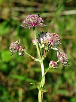 grande astrance, astrantia major