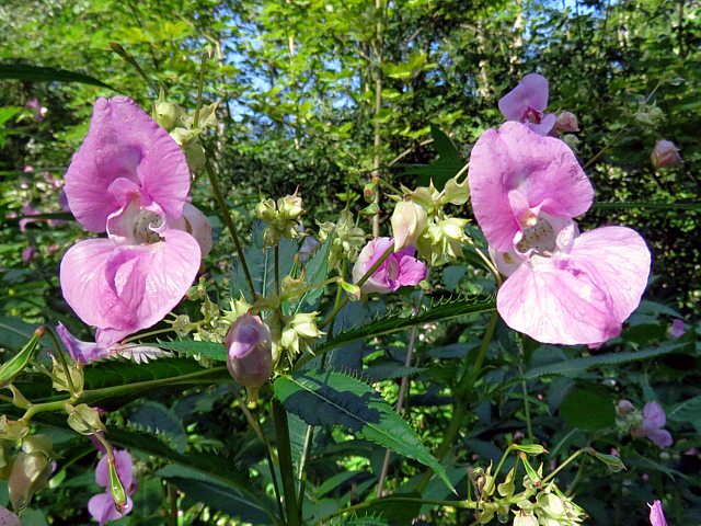 Balsamine de l'Himalaya, impatiens glandulifera