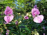 Balsamine de l'Himalaya, impatiens glandulifera