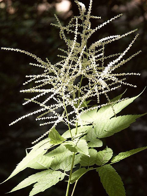 Barbe de chvre - aruncus sylvester