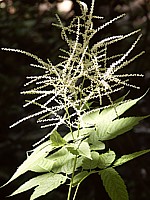 Barbe de chèvre, aruncus sylvester