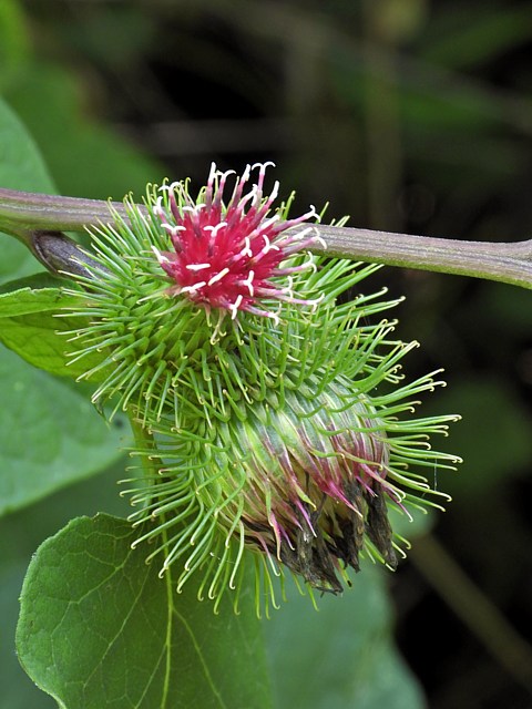 Bardane commune, arctium lappa