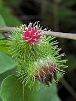 Petite bardane, arctium minus