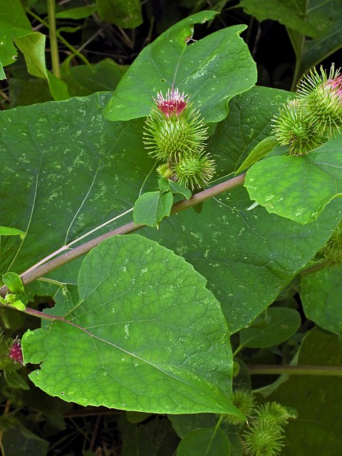Bardane commune, arctium lappa