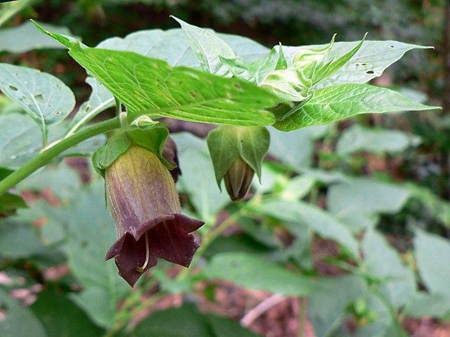 Belladone - atropa belladonna