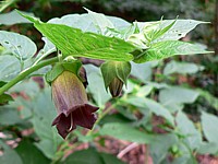 Belladone, atropa belladonna