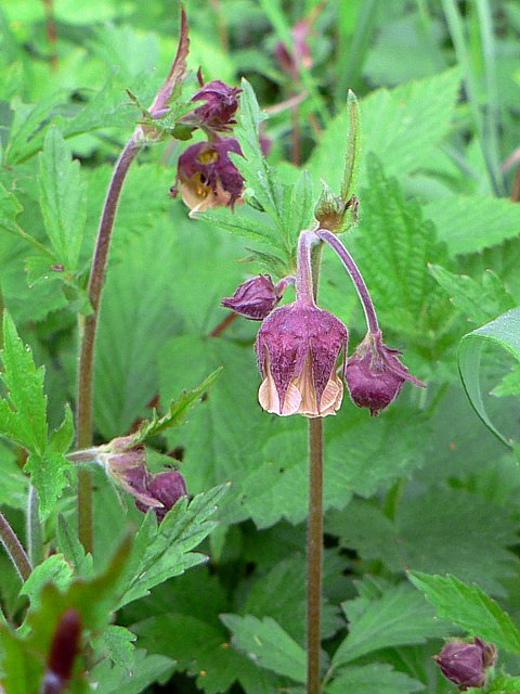 Benote des ruisseaux, geum rivale