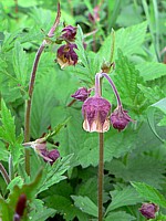 Benoîte des ruisseaux, geum rivale