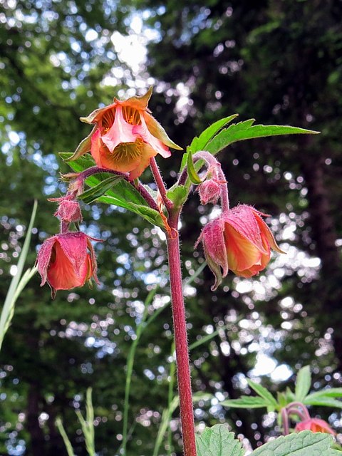 Benote des ruisseaux, geum rivale