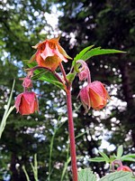 Benoîte des ruisseaux, geum rivale
