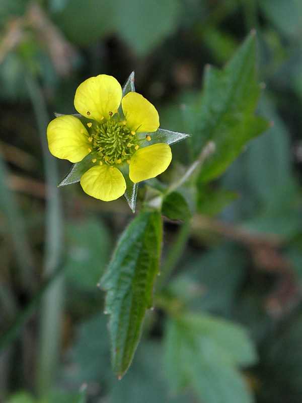 Benoîte commune, geum urbanum