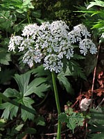 Berce commune, heracleum sphondylium