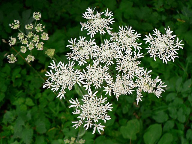Berce commune, heracleum sphondylium