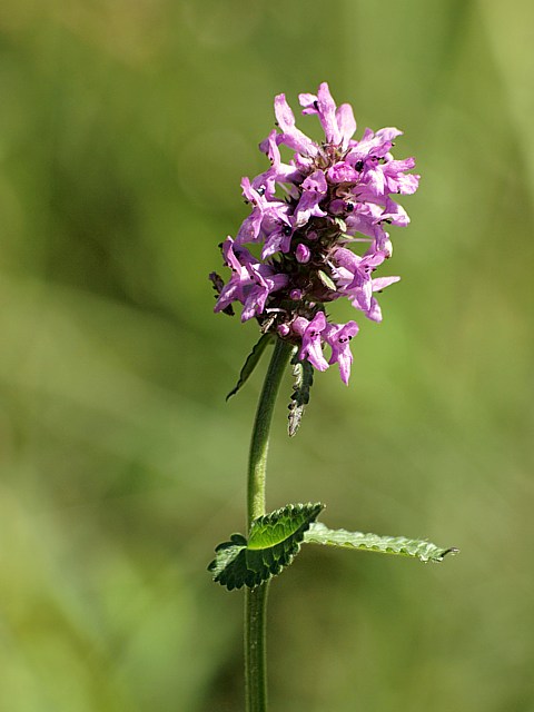 Btoine officinale, betonica officinalis