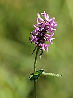 Bétoine officinale, betonica officinalis