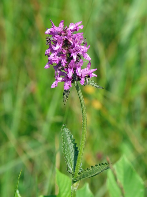 Btoine officinale, betonica officinalis