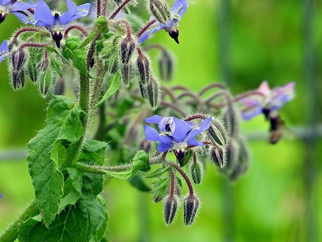 Bourrache officinale, borago officinalis