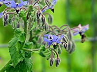 Bourrache officinale, borago officinalis